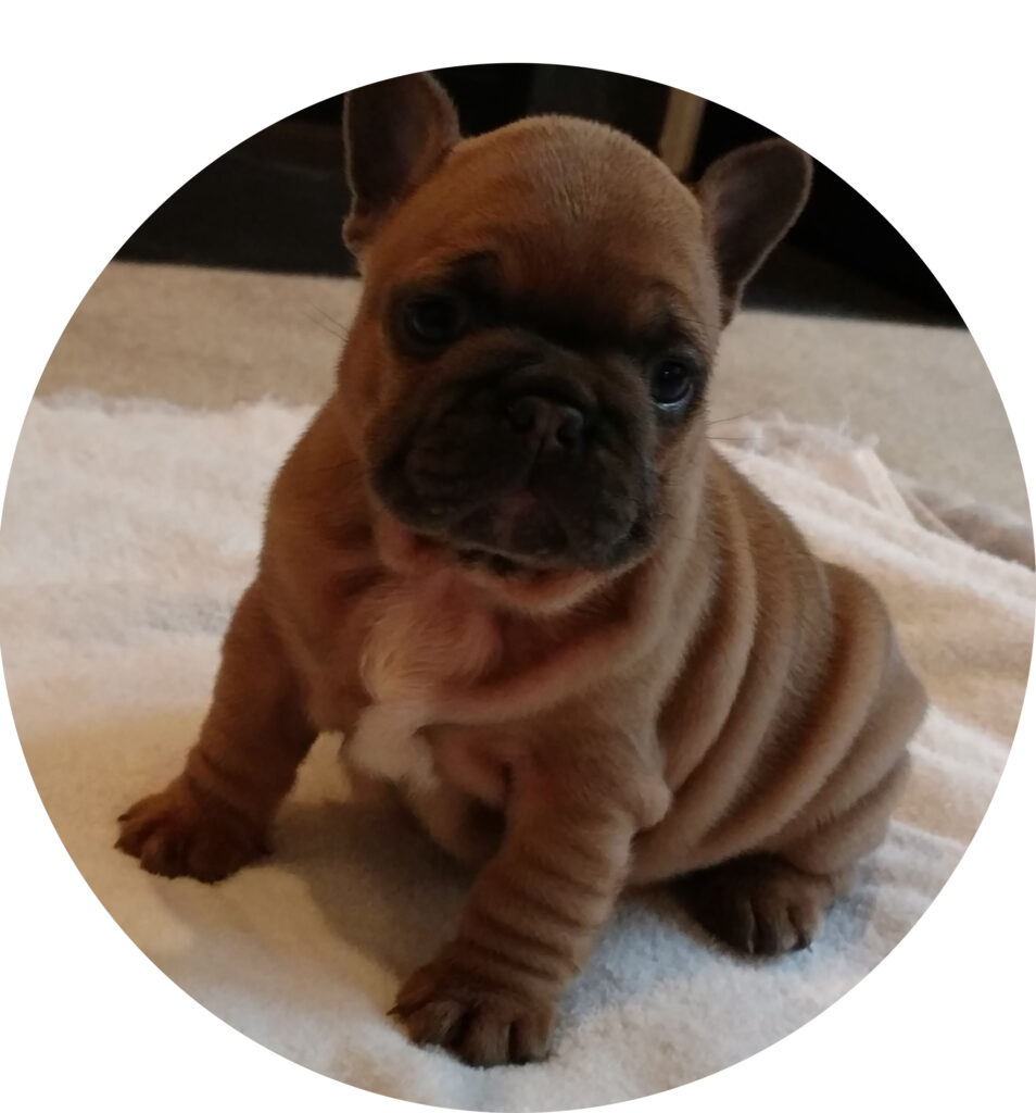 Puppies For Sale Welcome To N C Puppies Premier Dog Breeding